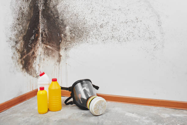 Best Emergency Mold Removal  in Jamestown West, NY