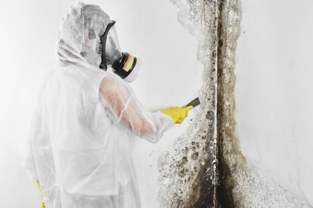 Best Affordable Mold Removal  in Jamestown West, NY