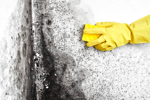 Best Crawl Space Mold Removal  in Jamestown West, NY