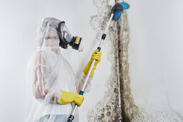 Best Mold Testing  in Jamestown West, NY