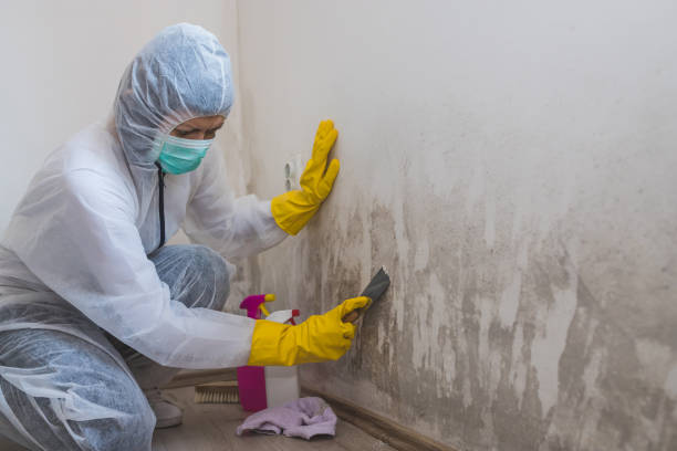 Best Attic Mold Removal  in Jamestown West, NY