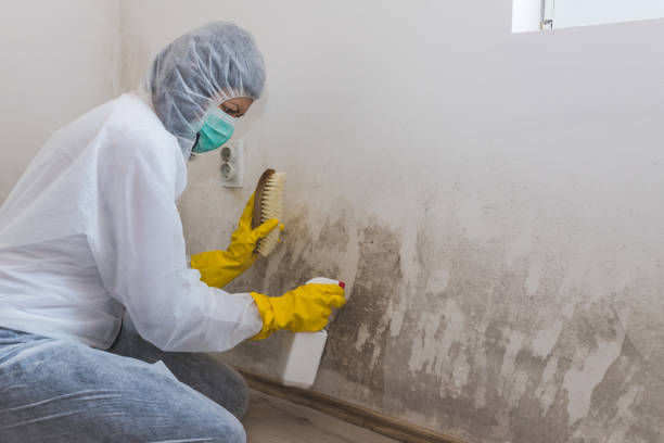 Best Professional Mold Removal  in Jamestown West, NY