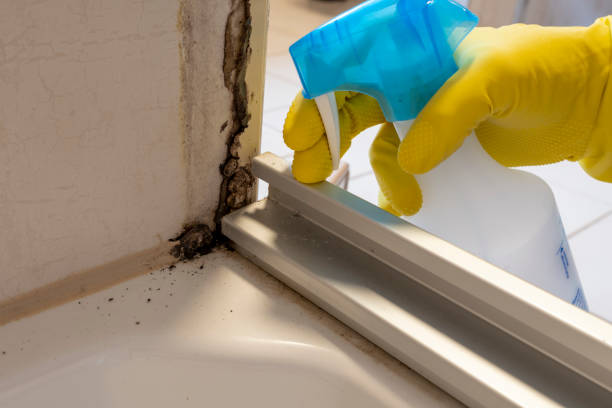 Best Same-Day Mold Removal  in Jamestown West, NY