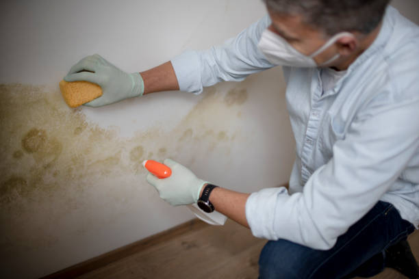 Best Water Damage Restoration  in Jamestown West, NY