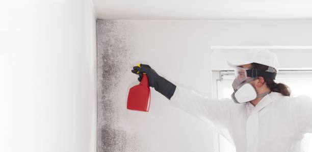 Best Certified Mold Removal  in Jamestown West, NY
