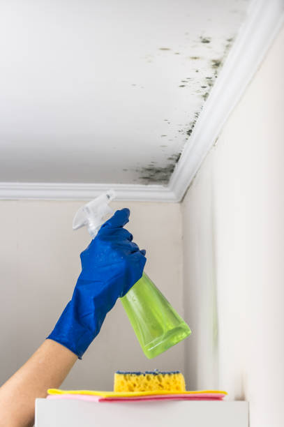 Jamestown West, NY Mold Removal Company