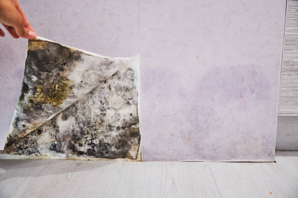 Home Mold Removal in Jamestown West, NY